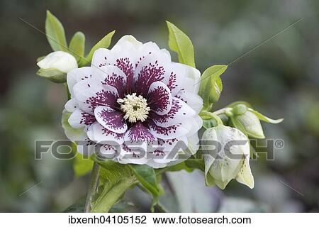 Stock Image - Hellebore (Helleborus orientalis hybrid), Emsland, Lower Saxony, Germany, Europe. Fotosearch