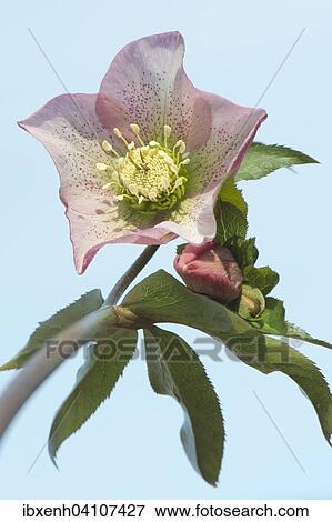 Hellebore (Helleborus orientalis hybrid), Emsland, Lower Saxony, Germany, Europe View Large Photo Image Stock Photo - Hellebore (Helleborus orientalis hybrid), Emsland, Lower Saxony, Germany, Europe. Fotosearch