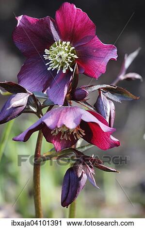 Hellebore or Christmas Rose (Helleborus), Germany, Europe View Large Photo Image Stock Image - Hellebore or Christmas Rose (Helleborus), Germany, Europe. Fotosearch