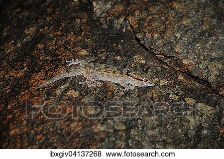 Helmeted gecko (Tarentola chazaliae) at night, Adrar region, Mauritania, Africa View Large Photo Image Stock Photo - Helmeted gecko (Tarentola chazaliae) at night, Adrar region, Mauritania, Africa. Fotosearch