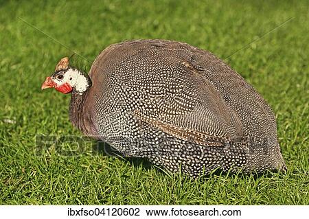 Stock Image - Helmeted Guineafowl (Numida meleagris), captive, Thuringia, Germany, Europe. Fotosearch