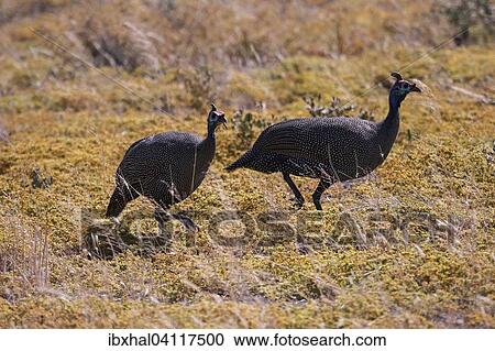 Stock Image - Helmeted guineafowl (Numida meleagris), Etosha National Park, Namibia, Africa. Fotosearch