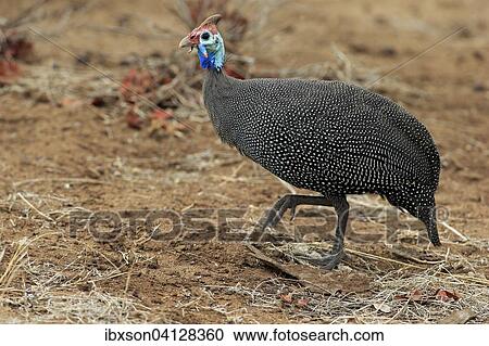 Helmeted Guineafowl (Numida meleagris), adult, walking, Kruger National Park, South Africa, Africa View Large Photo Image Stock Image - Helmeted Guineafowl (Numida meleagris), adult, walking, Kruger National Park, South Africa, Africa. Fotosearch