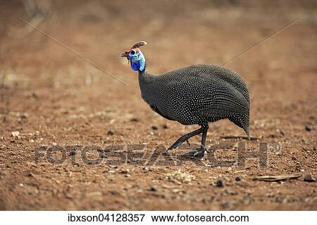 Stock Photo - Helmeted Guineafowl (Numida meleagris), adult, walking, Kruger National Park, South Africa, Africa. Fotosearch