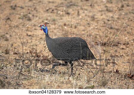 Stock Photo - Helmeted Guineafowl (Numida meleagris), adult, walking, Kruger National Park, South Africa, Africa. Fotosearch