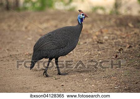 Helmeted Guineafowl (Numida meleagris), adult, Kruger National Park, South Africa, Africa View Large Photo Image Stock Photography - Helmeted Guineafowl (Numida meleagris), adult, Kruger National Park, South Africa, Africa. Fotosearch