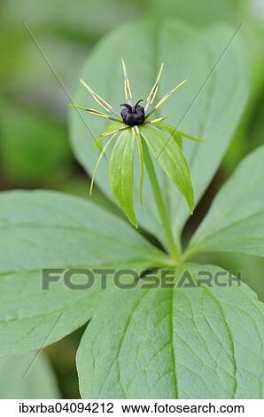 Herb Paris (Paris quadrifolia), flower, North Rhine-Westphalia, Germany, Europe View Large Photo Image Stock Image - Herb Paris (Paris quadrifolia), flower, North Rhine-Westphalia, Germany, Europe. Fotosearch