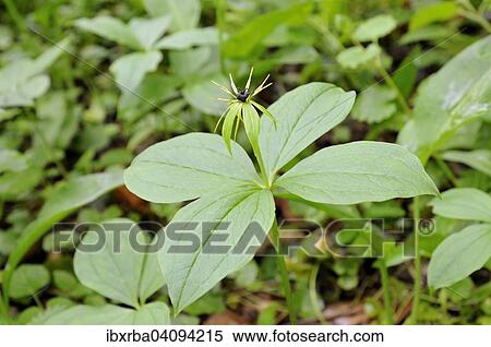 Herb Paris (Paris quadrifolia), flower, North Rhine-Westphalia, Germany, Europe View Large Photo Image Stock Photography - Herb Paris (Paris quadrifolia), flower, North Rhine-Westphalia, Germany, Europe. Fotosearch