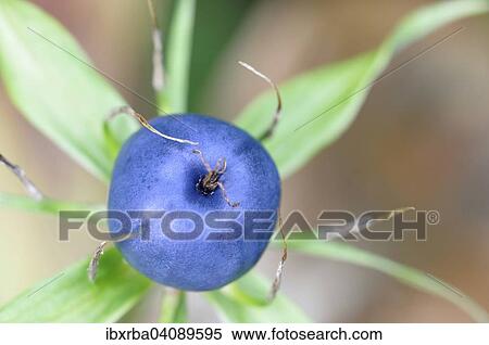 Herb Paris (Paris quadrifolia), fruit stand, North Rhine-Westphalia, Germany, Europe View Large Photo Image Stock Photography - Herb Paris (Paris quadrifolia), fruit stand, North Rhine-Westphalia, Germany, Europe. Fotosearch