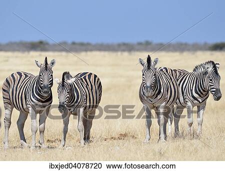Herd of Burchell's Zebras (Equus burchelli), standing in dry grass, Etosha National Park, Namibia, Africa View Large Photo Image Stock Image - Herd of Burchell's Zebras (Equus burchelli), standing in dry grass, Etosha National Park, Namibia, Africa. Fotosearch