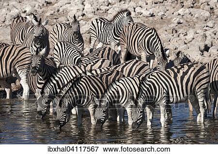 Herd of Burchell's Zebras (Equus burchellii) drinking at the Okaukuejo waterhole, Etosha National Park, Namibia, Africa View Large Photo Image Stock Photo - Herd of Burchell's Zebras (Equus burchellii) drinking at the Okaukuejo waterhole, Etosha National Park, Namibia, Africa. Fotosearch