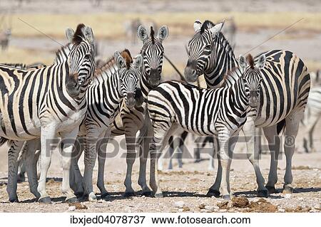 Herd of Burchell's Zebras (Equus burchelli), standing on arid ground, Etosha National Park, Namibia, Africa View Large Photo Image Stock Photo - Herd of Burchell's Zebras (Equus burchelli), standing on arid ground, Etosha National Park, Namibia, Africa. Fotosearch