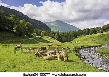 Herd of cows in a meadow, Val dera Artiga de Lin, Es Bordes, Catalonia, Spain, Europe View Large Photo Image Stock Photo - Herd of cows in a meadow, Val dera Artiga de Lin, Es Bordes, Catalonia, Spain, Europe. Fotosearch