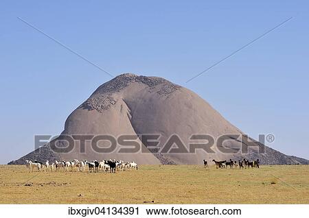 Stock Image - Herd of goats in front of the Aicha monolith in the flat desert, Adrar region, Mauritania, Africa. Fotosearch