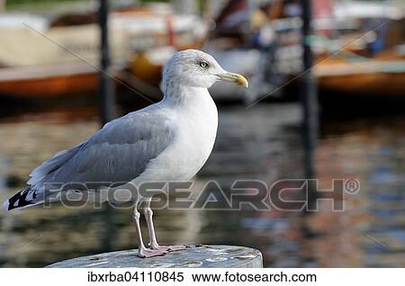 Herring Gull (Larus argentatus) in the harbor, Mecklenburg-Western Pomerania, Germany, Europe View Large Photo Image Stock Photography - Herring Gull (Larus argentatus) in the harbor, Mecklenburg-Western Pomerania, Germany, Europe. Fotosearch