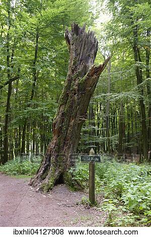 Hertha-Buche, an old beech tree, Jasmund National Park, UNESCO World Heritage Site, Sassnitz, Rugen, Mecklenburg-Western Pomerania, Germany, Europe View Large Photo Image Stock Photo - Hertha-Buche, an old beech tree, Jasmund National Park, UNESCO World Heritage Site, Sassnitz, Rugen, Mecklenburg-Western Pomerania, Germany, Europe. Fotosearch