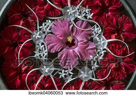 Hibiscus and Milk Flowers in a water-filled bowl, Ayurvedic Spa, Kerala, India, Asia View Large Photo Image Stock Image - Hibiscus and Milk Flowers in a water-filled bowl, Ayurvedic Spa, Kerala, India, Asia. Fotosearch