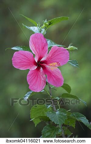 Hibiscus (Hibiscus), blossom, South India, India, Asia View Large Photo Image Stock Image - Hibiscus (Hibiscus), blossom, South India, India, Asia. Fotosearch