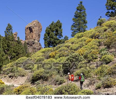 Hikers on the way to Roque Nublo rock, Gran Canaria, Canary Islands, Spain, Europe View Large Photo Image Stock Image - Hikers on the way to Roque Nublo rock, Gran Canaria, Canary Islands, Spain, Europe. Fotosearch