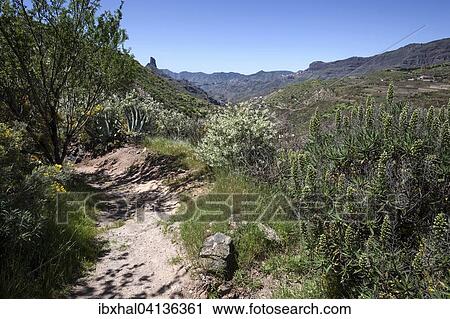 Hiking trail below the Roque Nublo, blooming vegetation, Roque Bentayga behind, Gran Canaria, Canary Islands, Spain, Europe View Large Photo Image Stock Image - Hiking trail below the Roque Nublo, blooming vegetation, Roque Bentayga behind, Gran Canaria, Canary Islands, Spain, Europe. Fotosearch