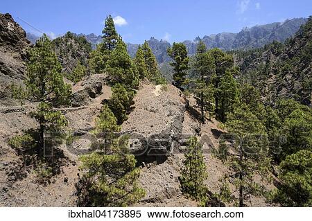 Hiking trail through sparse pine forest, Canary Island pines (Pinus canariensis), Caldera de Taburiente National Park, La Palma, Canary Islands, Spain, Europe View Large Photo Image Stock Photography - Hiking trail through sparse pine forest, Canary Island pines (Pinus canariensis), Caldera de Taburiente National Park, La Palma, Canary Islands, Spain, Europe. Fotosearch