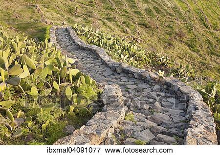 Hiking trail to the dragon tree Drago de Agalan near Alajero, La Gomera, Canary Islands, Spain, Europe View Large Photo Image Stock Photo - Hiking trail to the dragon tree Drago de Agalan near Alajero, La Gomera, Canary Islands, Spain, Europe. Fotosearch