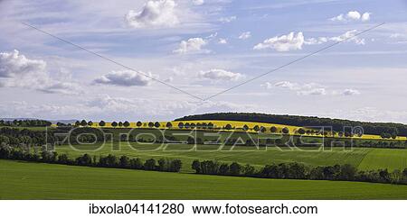 Hilly landscape with rapeseed fields, Flonheim, Rhenish-Hessian Switzerland, Rhine-Hesse region, Rhineland-Palatinate, Germany, Europe View Large Photo Image Stock Image - Hilly landscape with rapeseed fields, Flonheim, Rhenish-Hessian Switzerland, Rhine-Hesse region, Rhineland-Palatinate, Germany, Europe. Fotosearch