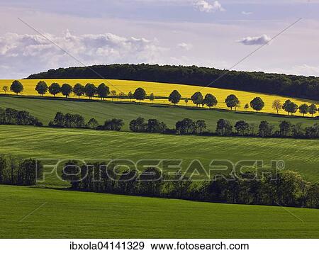 Hilly landscape with rapeseed fields, Flonheim, Rhenish-Hessian Switzerland, Rhine-Hesse region, Rhineland-Palatinate, Germany, Europe View Large Photo Image Stock Photo - Hilly landscape with rapeseed fields, Flonheim, Rhenish-Hessian Switzerland, Rhine-Hesse region, Rhineland-Palatinate, Germany, Europe. Fotosearch