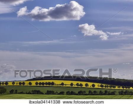 Hilly landscape with rapeseed fields, Flonheim, Rhenish-Hessian Switzerland, Rhine-Hesse region, Rhineland-Palatinate, Germany, Europe View Large Photo Image Stock Photo - Hilly landscape with rapeseed fields, Flonheim, Rhenish-Hessian Switzerland, Rhine-Hesse region, Rhineland-Palatinate, Germany, Europe. Fotosearch