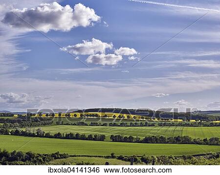 Stock Photograph - Hilly landscape with rapeseed fields, Flonheim, Rhenish-Hessian Switzerland, Rhine-Hesse region, Rhineland-Palatinate, Germany, Europe. Fotosearch