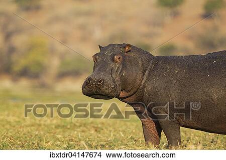 Hippopotamus (Hippopotamus amphibius), bull in the evening light at the bank of the Chobe River, Chobe National Park, Botswana, Africa View Large Photo Image Picture - Hippopotamus (Hippopotamus amphibius), bull in the evening light at the bank of the Chobe River, Chobe National Park, Botswana, Africa. Fotosearch