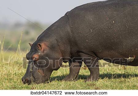 Hippopotamus (Hippopotamus amphibius), grazing at the bank of the Chobe River, with a Red-billed Oxpecker (Buphagus erythrorhynchus), Chobe National Park, Botswana, Africa View Large Photo Image Stock Image - Hippopotamus (Hippopotamus amphibius), grazing at the bank of the Chobe River, with a Red-billed Oxpecker (Buphagus erythrorhynchus), Chobe National Park, Botswana, Africa. Fotosearch