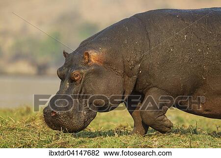 Hippopotamus (Hippopotamus amphibius), bull at the bank of the Chobe River, Chobe National Park, Botswana, Africa View Large Photo Image Stock Image - Hippopotamus (Hippopotamus amphibius), bull at the bank of the Chobe River, Chobe National Park, Botswana, Africa. Fotosearch