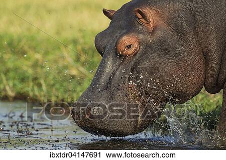 Hippopotamus (Hippopotamus amphibius), bull enters the Chobe River, Chobe National Park, Botswana, Africa View Large Photo Image Stock Image - Hippopotamus (Hippopotamus amphibius), bull enters the Chobe River, Chobe National Park, Botswana, Africa. Fotosearch
