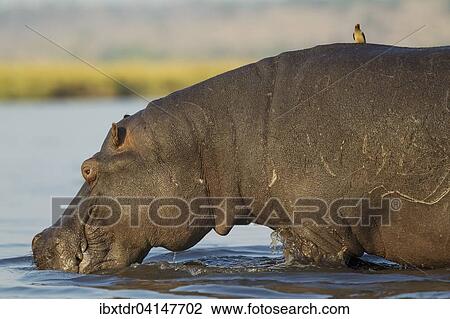 Hippopotamus (Hippopotamus amphibius), bull just entered the Chobe River, on its back a Red-billed Oxpecker (Buphagus erythrorhynchus), Chobe National Park, Botswana, Africa View Large Photo Image Stock Image - Hippopotamus (Hippopotamus amphibius), bull just entered the Chobe River, on its back a Red-billed Oxpecker (Buphagus erythrorhynchus), Chobe National Park, Botswana, Africa. Fotosearch