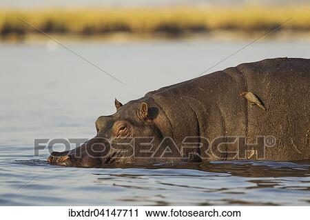 Hippopotamus (Hippopotamus amphibius), bull just entered the Chobe River, on its back a Red-billed Oxpecker (Buphagus erythrorhynchus), Chobe National Park, Botswana, Africa View Large Photo Image Stock Image - Hippopotamus (Hippopotamus amphibius), bull just entered the Chobe River, on its back a Red-billed Oxpecker (Buphagus erythrorhynchus), Chobe National Park, Botswana, Africa. Fotosearch