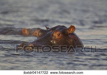 Hippopotamus (Hippopotamus amphibius) in the water in the water, close-up, in the the Chobe River, Chobe National Park, Botswana, Africa View Large Photo Image Stock Image - Hippopotamus (Hippopotamus amphibius) in the water in the water, close-up, in the the Chobe River, Chobe National Park, Botswana, Africa. Fotosearch