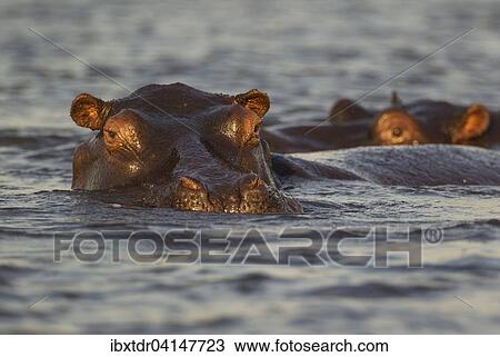 Hippopotamus (Hippopotamus amphibius) in the water, close-up, in the the Chobe River, Chobe National Park, Botswana, Africa View Large Photo Image Stock Image - Hippopotamus (Hippopotamus amphibius) in the water, close-up, in the the Chobe River, Chobe National Park, Botswana, Africa. Fotosearch