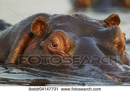 Hippopotamus (Hippopotamus amphibius) in the water, close-up, in the the Chobe River, Chobe National Park, Botswana, Africa View Large Photo Image Stock Image - Hippopotamus (Hippopotamus amphibius) in the water, close-up, in the the Chobe River, Chobe National Park, Botswana, Africa. Fotosearch
