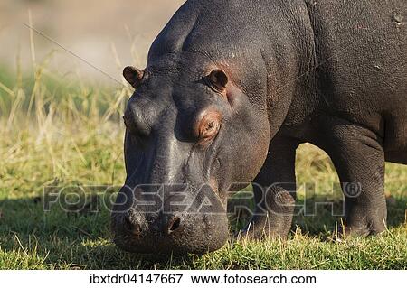 Stock Photo - Hippopotamus (Hippopotamus amphibius), grazing at the bank of the Chobe River, Chobe National Park, Botswana, Africa. Fotosearch