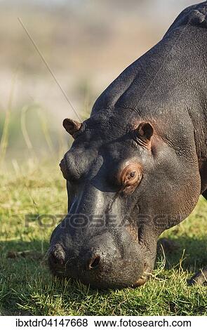Hippopotamus (Hippopotamus amphibius), grazing at the bank of the Chobe River, Chobe National Park, Botswana, Africa View Large Photo Image Stock Photo - Hippopotamus (Hippopotamus amphibius), grazing at the bank of the Chobe River, Chobe National Park, Botswana, Africa. Fotosearch