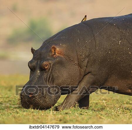Hippopotamus (Hippopotamus amphibius), grazing bull at the bank of the Chobe River, on its back a Red-billed Oxpecker (Buphagus erythrorhynchus), Chobe National Park, Botswana, Africa View Large Photo Image Stock Photo - Hippopotamus (Hippopotamus amphibius), grazing bull at the bank of the Chobe River, on its back a Red-billed Oxpecker (Buphagus erythrorhynchus), Chobe National Park, Botswana, Africa. Fotosearch