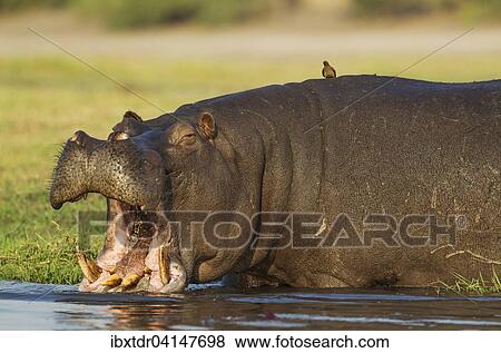 Hippopotamus (Hippopotamus amphibius), yawning bull enters the Chobe River, on its back a Red-billed Oxpecker (Buphagus erythrorhynchus), Chobe National Park, Botswana, Africa View Large Photo Image Stock Photo - Hippopotamus (Hippopotamus amphibius), yawning bull enters the Chobe River, on its back a Red-billed Oxpecker (Buphagus erythrorhynchus), Chobe National Park, Botswana, Africa. Fotosearch