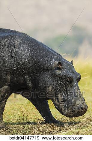 Stock Photo - Hippopotamus (Hippopotamus amphibius), with wet skin at the bank of the Chobe River, Chobe National Park, Botswana, Africa. Fotosearch