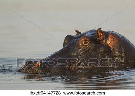 Hippopotamus (Hippopotamus amphibius) in the water, close-up, in the the Chobe River, Chobe National Park, Botswana, Africa View Large Photo Image Stock Photo - Hippopotamus (Hippopotamus amphibius) in the water, close-up, in the the Chobe River, Chobe National Park, Botswana, Africa. Fotosearch