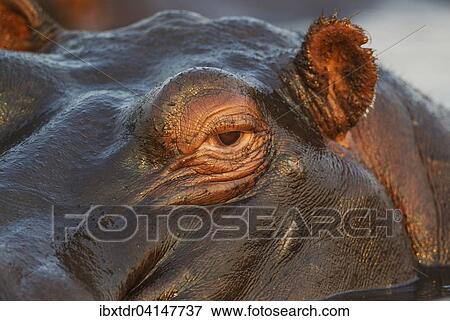 Hippopotamus (Hippopotamus amphibius) in the water, close-up, in the the Chobe River, Chobe National Park, Botswana, Africa View Large Photo Image Stock Photo - Hippopotamus (Hippopotamus amphibius) in the water, close-up, in the the Chobe River, Chobe National Park, Botswana, Africa. Fotosearch