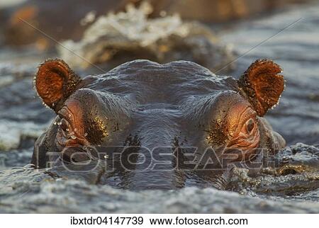 Hippopotamus (Hippopotamus amphibius) in the water, close-up, in the the Chobe River, Chobe National Park, Botswana, Africa View Large Photo Image Stock Photo - Hippopotamus (Hippopotamus amphibius) in the water, close-up, in the the Chobe River, Chobe National Park, Botswana, Africa. Fotosearch