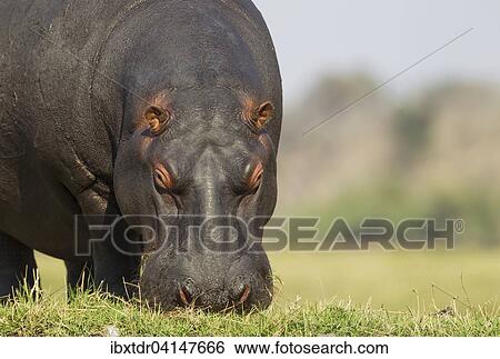 Hippopotamus (Hippopotamus amphibius), grazing at the bank of the Chobe River, Chobe National Park, Botswana, Africa View Large Photo Image Stock Photograph - Hippopotamus (Hippopotamus amphibius), grazing at the bank of the Chobe River, Chobe National Park, Botswana, Africa. Fotosearch