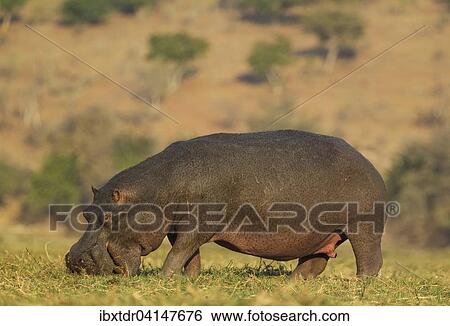 Hippopotamus (Hippopotamus amphibius), grazing bull in the evening light at the bank of the Chobe River, Chobe National Park, Botswana, Africa View Large Photo Image Stock Photograph - Hippopotamus (Hippopotamus amphibius), grazing bull in the evening light at the bank of the Chobe River, Chobe National Park, Botswana, Africa. Fotosearch
