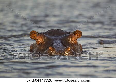 Hippopotamus (Hippopotamus amphibius) in the water, close-up, in the the Chobe River, Chobe National Park, Botswana, Africa View Large Photo Image Stock Photograph - Hippopotamus (Hippopotamus amphibius) in the water, close-up, in the the Chobe River, Chobe National Park, Botswana, Africa. Fotosearch